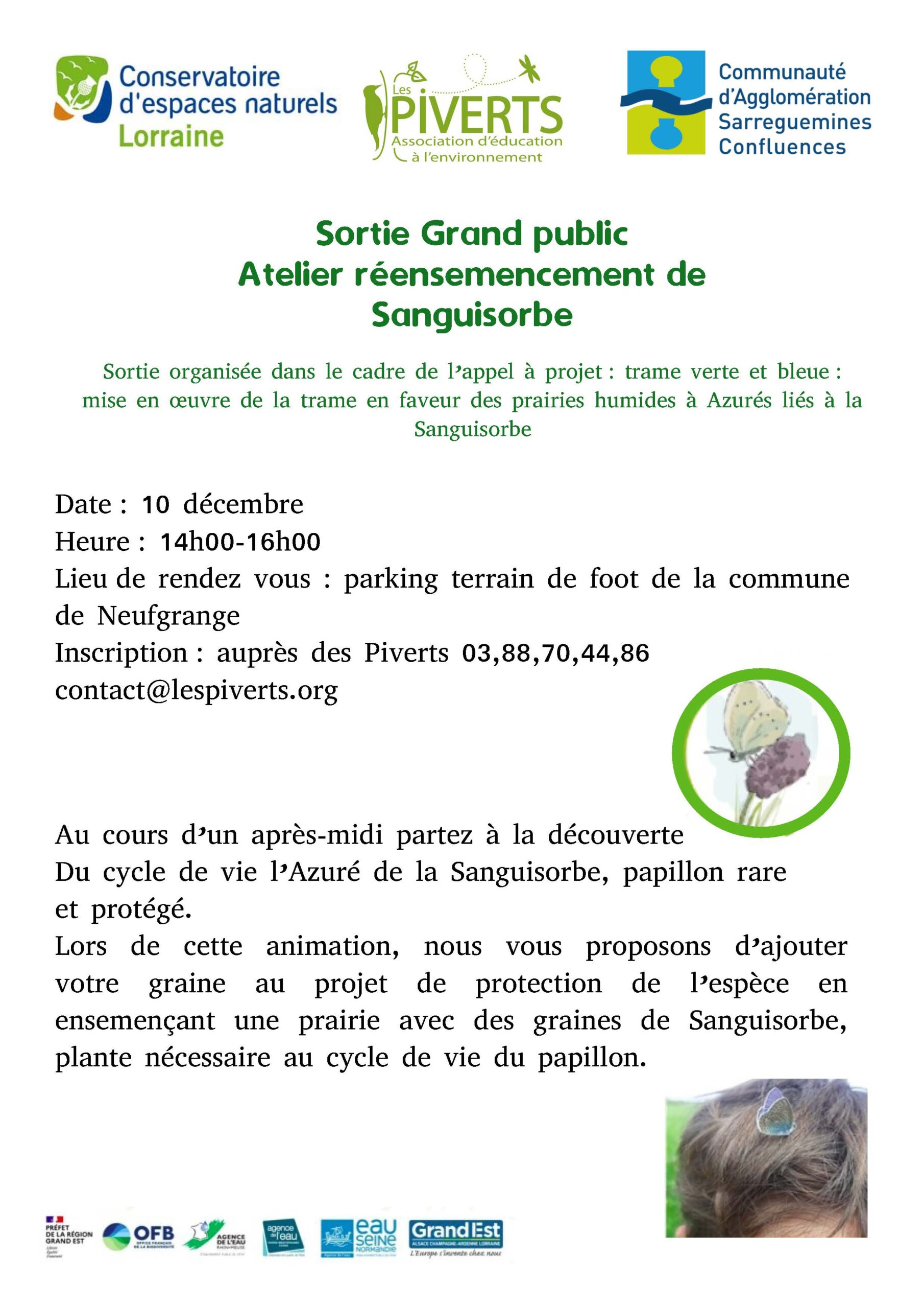Sortie « Réensencement de la Sanguisorbe » le 10 décembre 2022