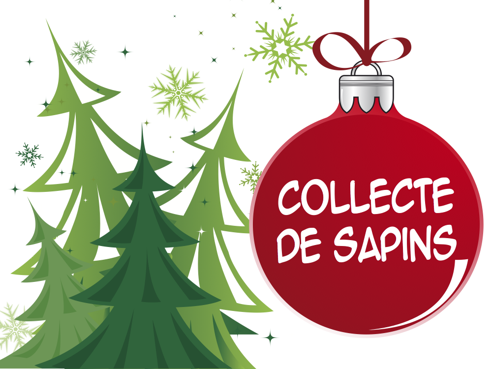 COLLECTE DE SAPINS